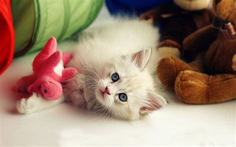 Cute Pets Wallpapers Wallpaper Cave