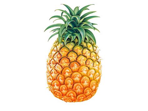 Fruits Pineapple Hd Wallpaper Wallpaperbetter