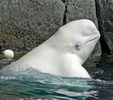 Beluga Sea Mammal Mammals Water Animals Animals And Pets Beautiful