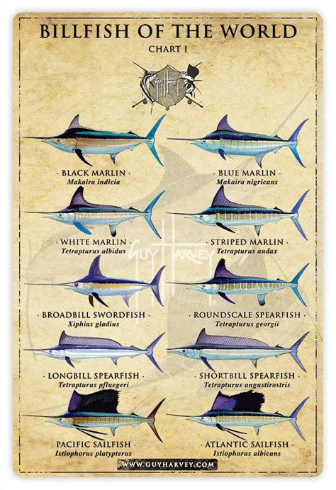 Billfish Of The World Poster And Identification Chart Lupon Gov Ph