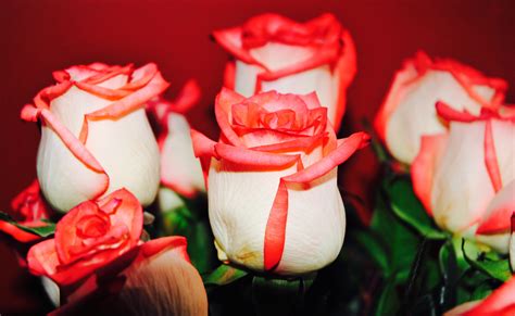 Ingyenes Képek Virágszirom Piros Rózsaszín Kertművészet Makró