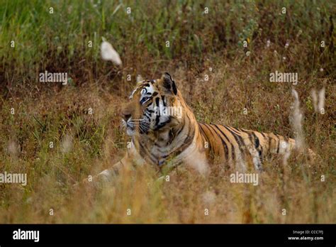 Bengal Tiger In Bandhavgarh National Park India Stock Photo Alamy