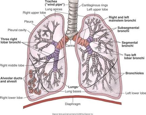 Anatomy Of The Lungs Buymiragej