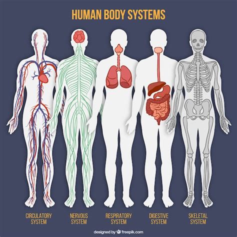 Human Body System Collection Free Vector