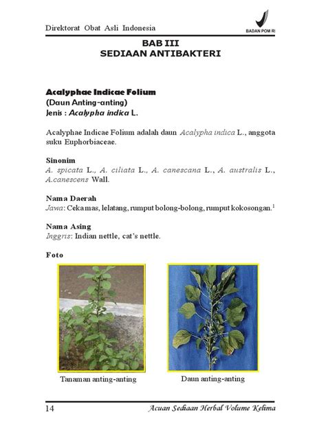 Check spelling or type a new query. Daun Anting Anting