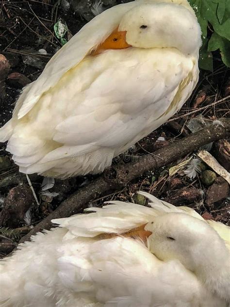 Two White Ducks Sleeping By Water Stock Image Image Of Feathers