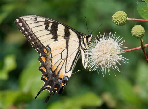 The eastern tiger swallowtail ( papilio glaucus ) is a large, widely distributed species. Eastern Tiger Swallowtail - Alabama Butterfly Atlas