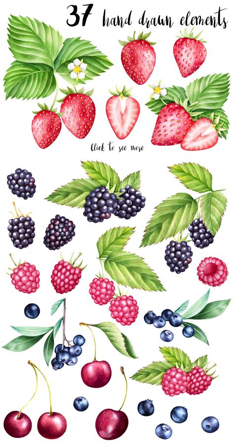 Watercolor Berries Collection Fruits Drawing Clip Art Watercolor Splash