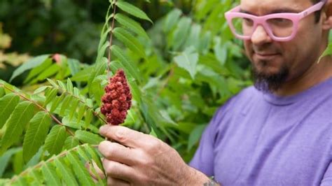 Forage How To Harvest Wild Sumac And Use It To Make A Zingy Batch Of