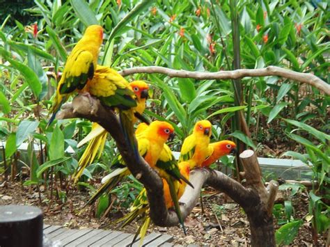 Top 5 Bird Sanctuaries In Kerala Wildlife In Kerala