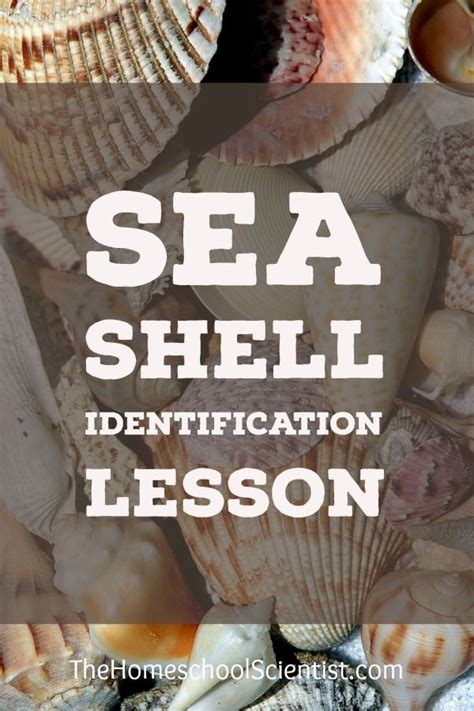 Sea Shell Identification Lesson Sea Shells Shell Crafts