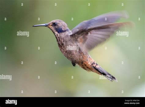 Brown Violetear Hummingbird Flying Colibri Delphinae Costa Rica Stock