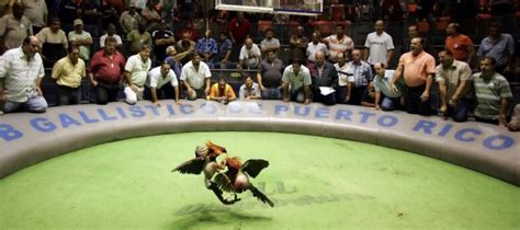 Cockfighting Ban In Puerto Rico To Remain As Supreme Court Denies Appeal Cockfighting Bets