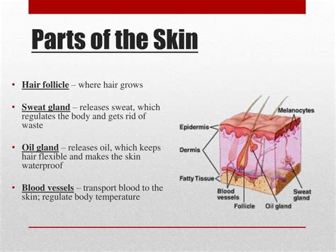 Skin Human Body Parts Images And Photos Finder