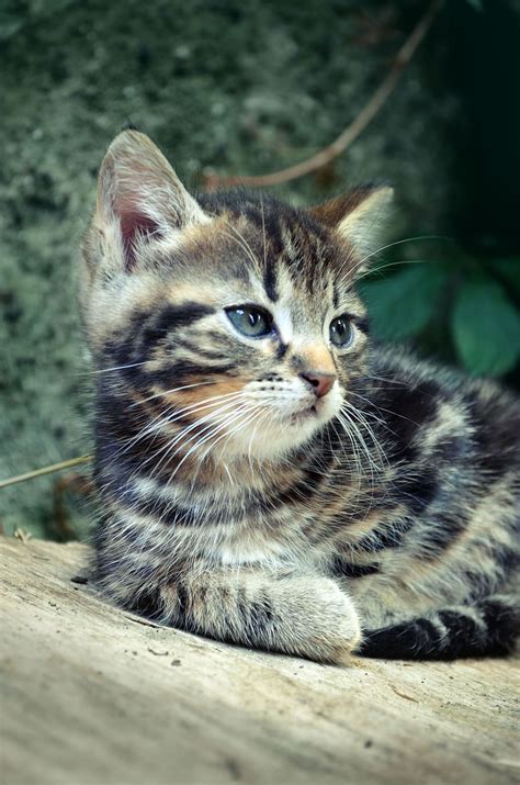 Brown And Black Tabby Kitten On Shallow Focus Lens Photography Cat