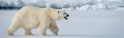Polar Bear Hunts Canadian High Arctic Adventures