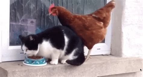 Cat Totally Baffled When Sassy Chicken Steals His Snack