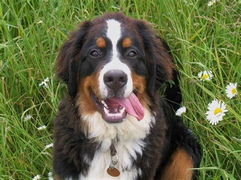 Bernese Mountain Dog Dog Breed Information Puppies And Pictures