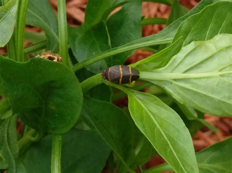 Are These Pests Dangerous For My Pepper Plants 9b Ne Fl Rgardening