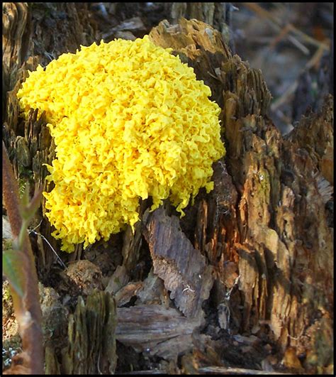Yellow Fungus By Bamako On DeviantArt
