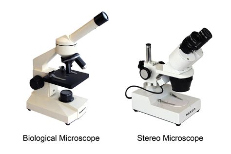 Compound Microscope Specimen Images