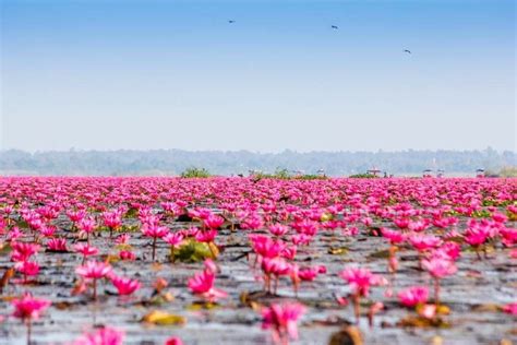 The Red Lotus Sea In Thailand 🇹🇭🌺🌸 Trees To Plant Inspirational