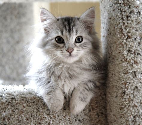 Top 10 Cutest Cat Breeds