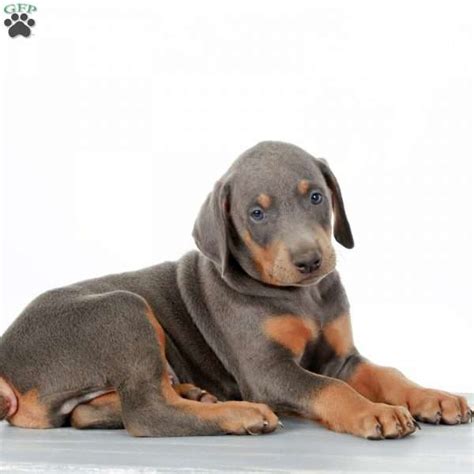 Discover more about our doberman pinscher puppies for sale below! Lon - Doberman Pinscher Puppy For Sale in Pennsylvania
