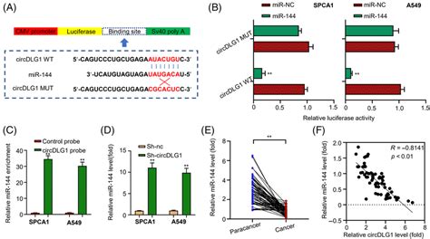 circdlg1 directly regulates mir‐144 expression through sponging a download scientific