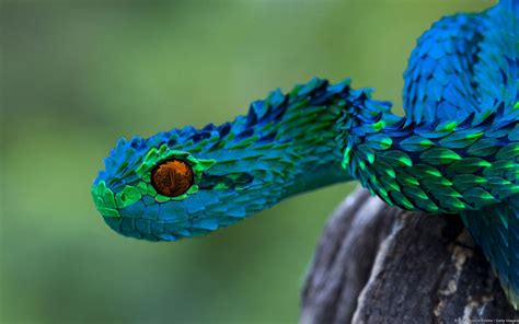 Bush Viper With Images Beautiful Snakes Colorful Snakes Snake