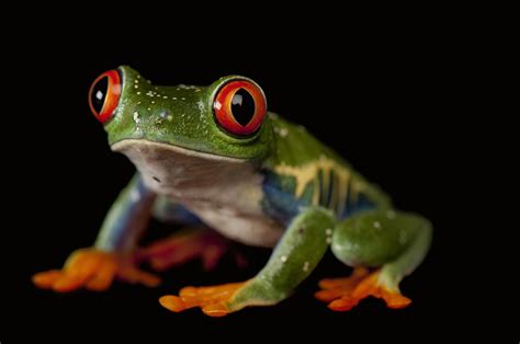 Frog Wallpaper Hd Download