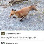 Norwegian Forest Cat Chasing A Fox Meme Generator Imgflip
