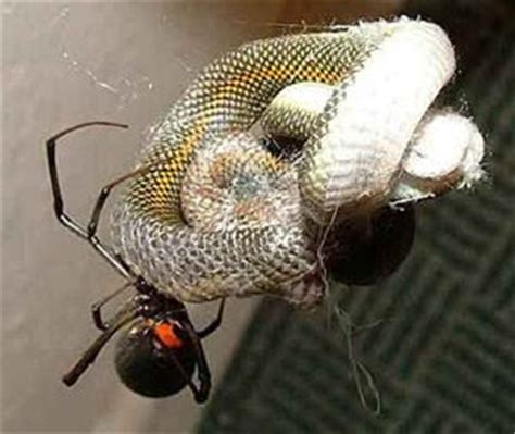 It is true that many snakes cannot digest the exoskeletons of insect and this will lead to bowel impaction that can ultimately lead. since when do spiders eat snakes...(pic) - Bodybuilding ...