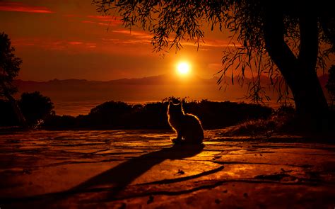 Cat Watching Sunset 4k Hd Animals 4k Wallpapers Images