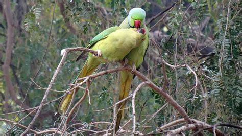 The Pros And Cons Of Getting An Indian Ringneck Parakeet Master Parrot