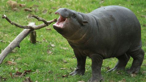 Pygmy Hippopotamus