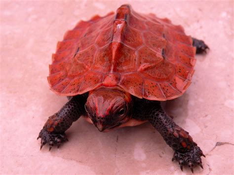Coolest Turtle Ever Tortoise Forum