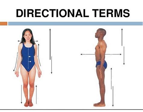 Blank Anatomical Position Diagram It Does Not Matter How The Body Being Described Is Oriented