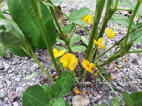 Cara memilih bibit kacang tanah. Kebun Bahagia Bersama: Bunga Warna Kuning