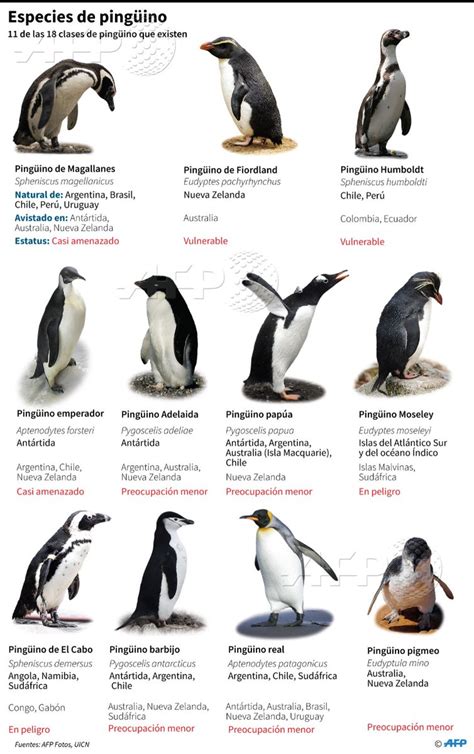 INFOGRAFÍA Características de 11 de las 18 especies de pingüinos en