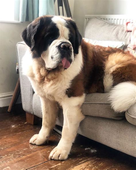 Top 9 Best Giant Dog Breeds Artofit