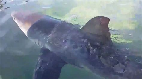 shark swims at sea pool in sydney youtube
