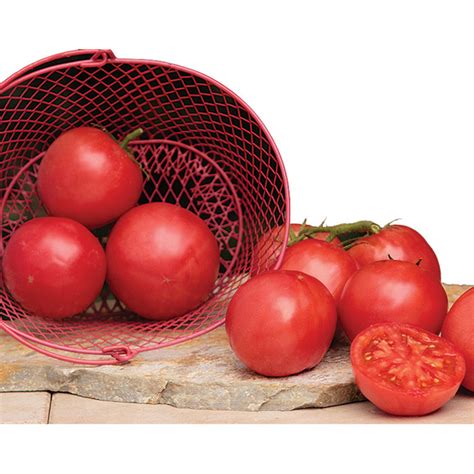 Pink A Licious Hybrid Tomato Heirloom Tomato Seeds Totally Tomatoes