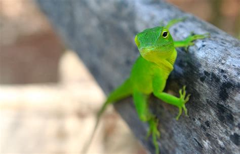 Jamaica Gecko Foto And Bild Tiere Wildlife Amphibien And Reptilien Bilder Auf Fotocommunity