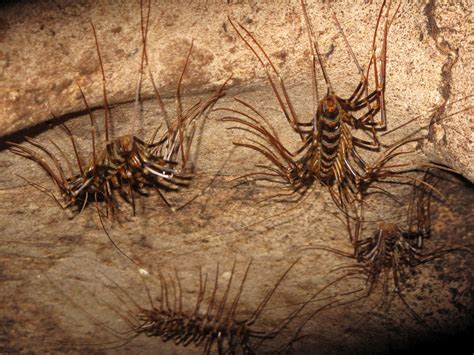 Long Legged Centipede Malaysia Fb In Royle Safaris