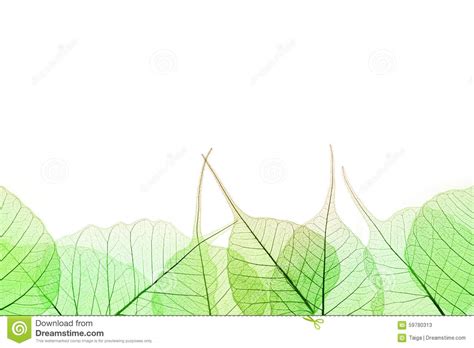 Border Of Green Leaves Isilated On White Stock Image
