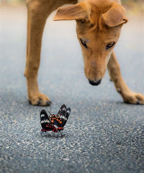 Dog And Two Butterflies Stock Photo Image Of Observing 95272714