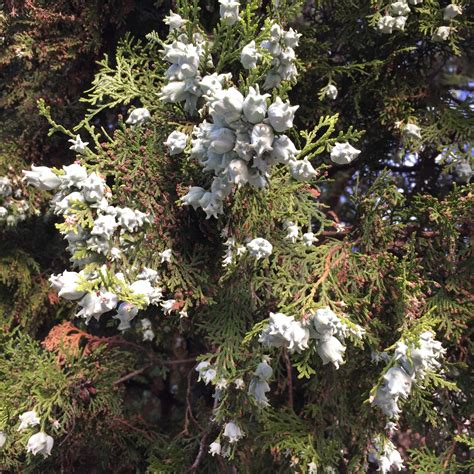 Juniperus Virginiana Eastern Redcedar