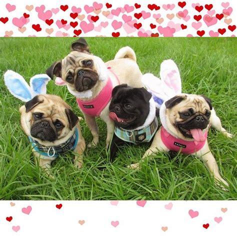 Easter Pugs Pugs Funny Pugs Pug Love