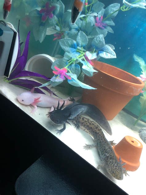 Axolotl Tank Setup Artofit